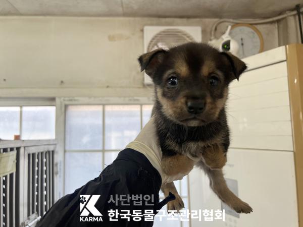 한국동물구조관리협회_441409202501502