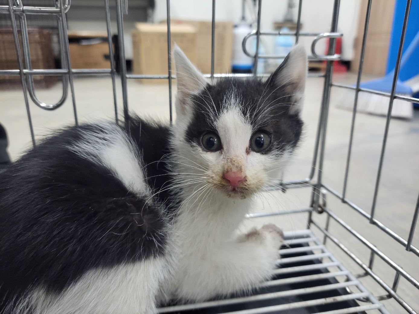 고양시동물보호센터_441394202502296