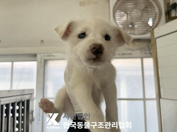 한국동물구조관리협회_441409202501504