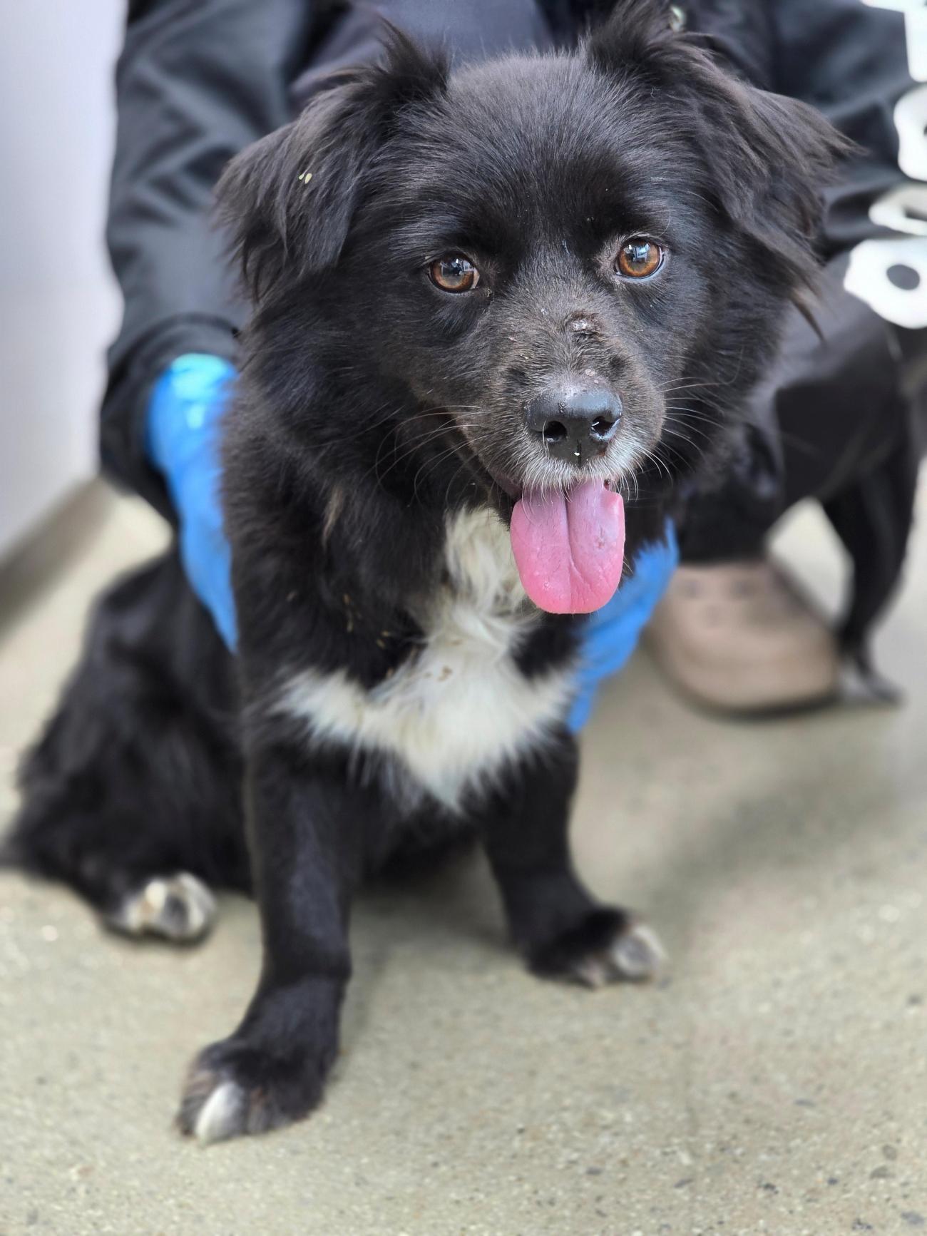 반려동물보호센터_443571202502905