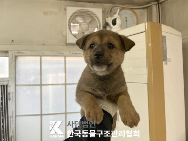 종료(안락사) 믹스…