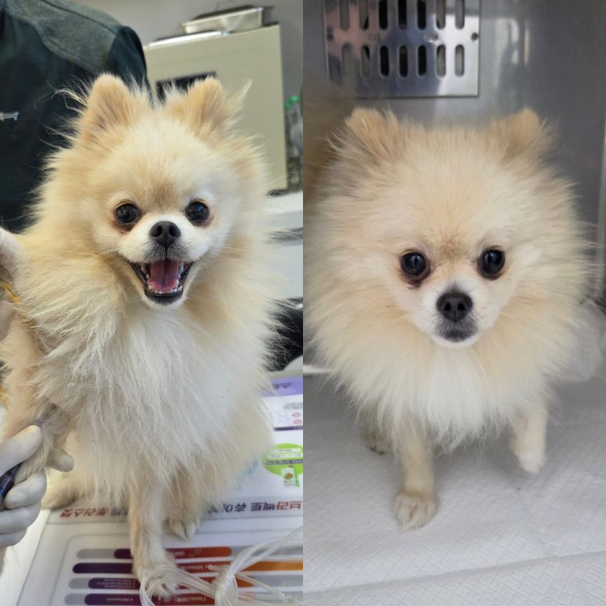 보호중 포메라니안의…