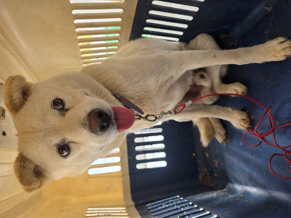 보호중 믹스견의 가…