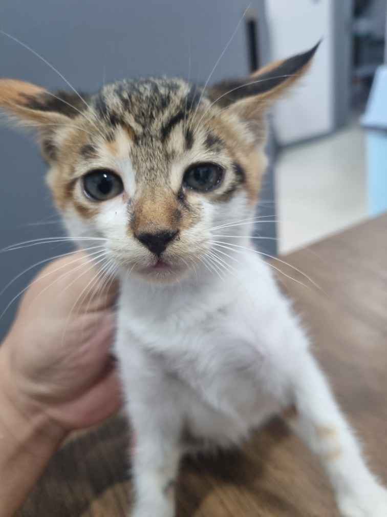 보호중 믹스묘의 가…