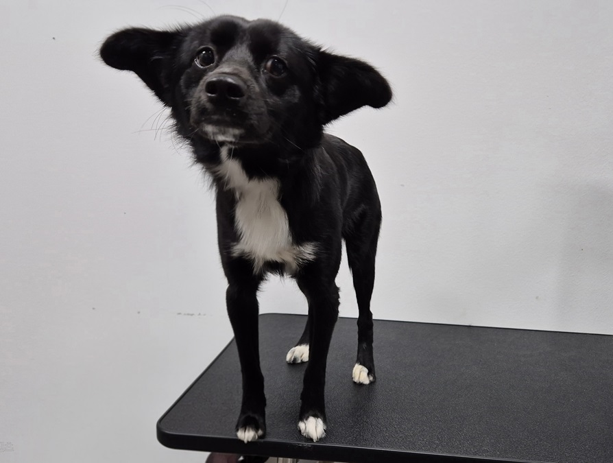 김천시 동물보호센터_447506202500365