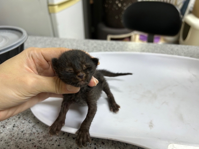 종료(자연사) 한국…