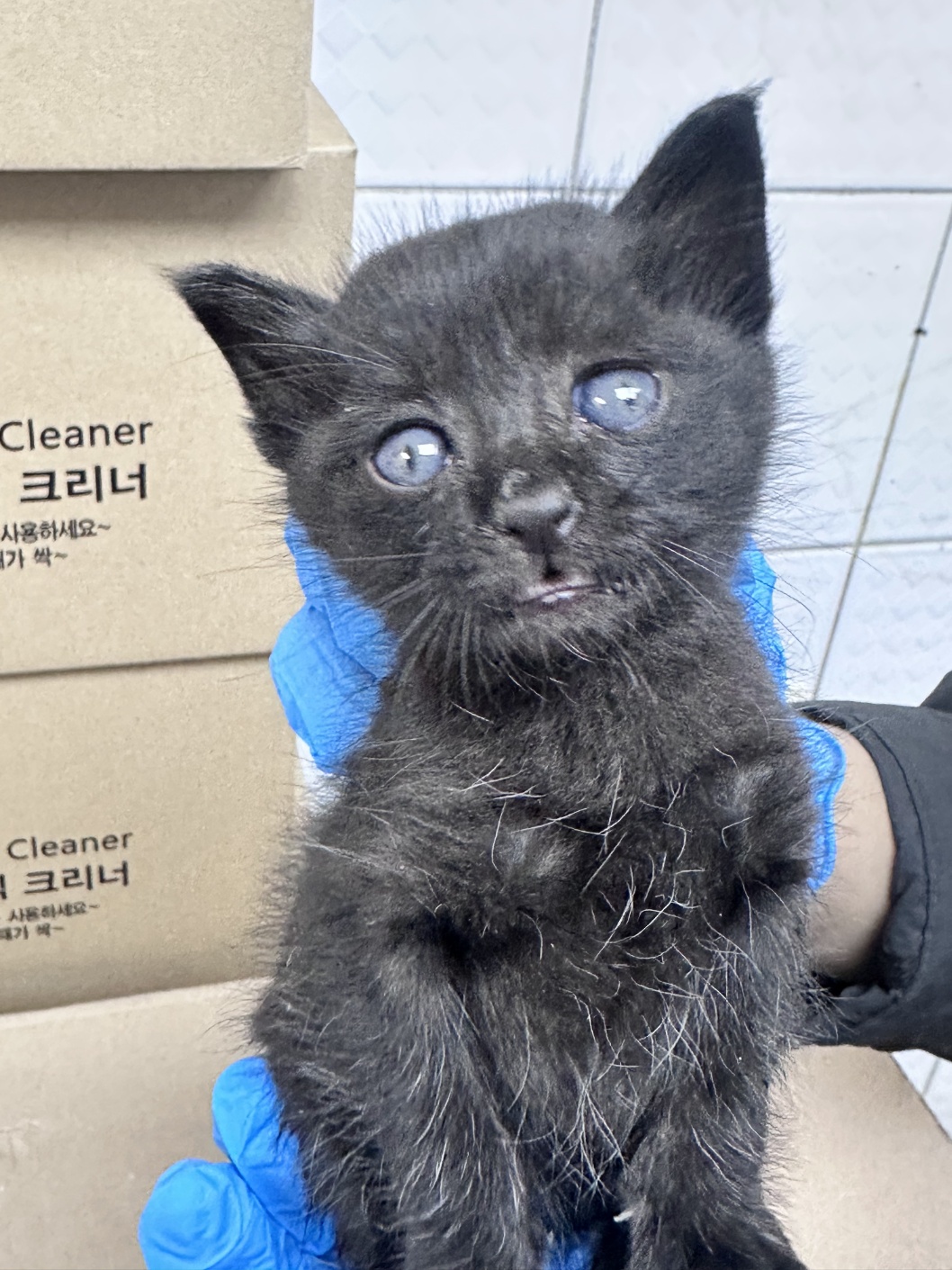 보호중 믹스묘의 가…