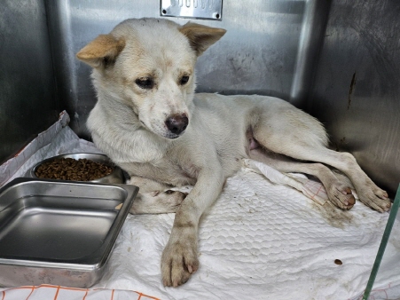 종료(안락사) 믹스…