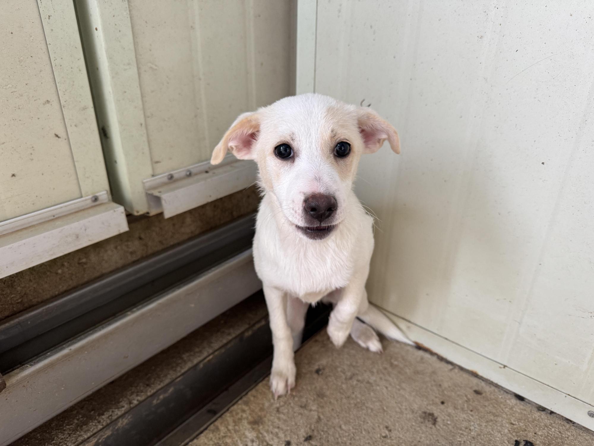 남부여동물보호소_444457202500597