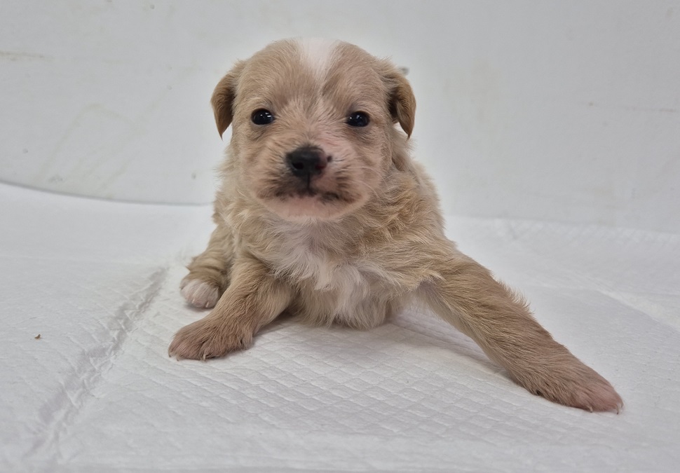 김천시 동물보호센터_447506202500368