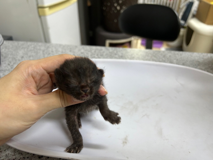 종료(자연사) 한국…