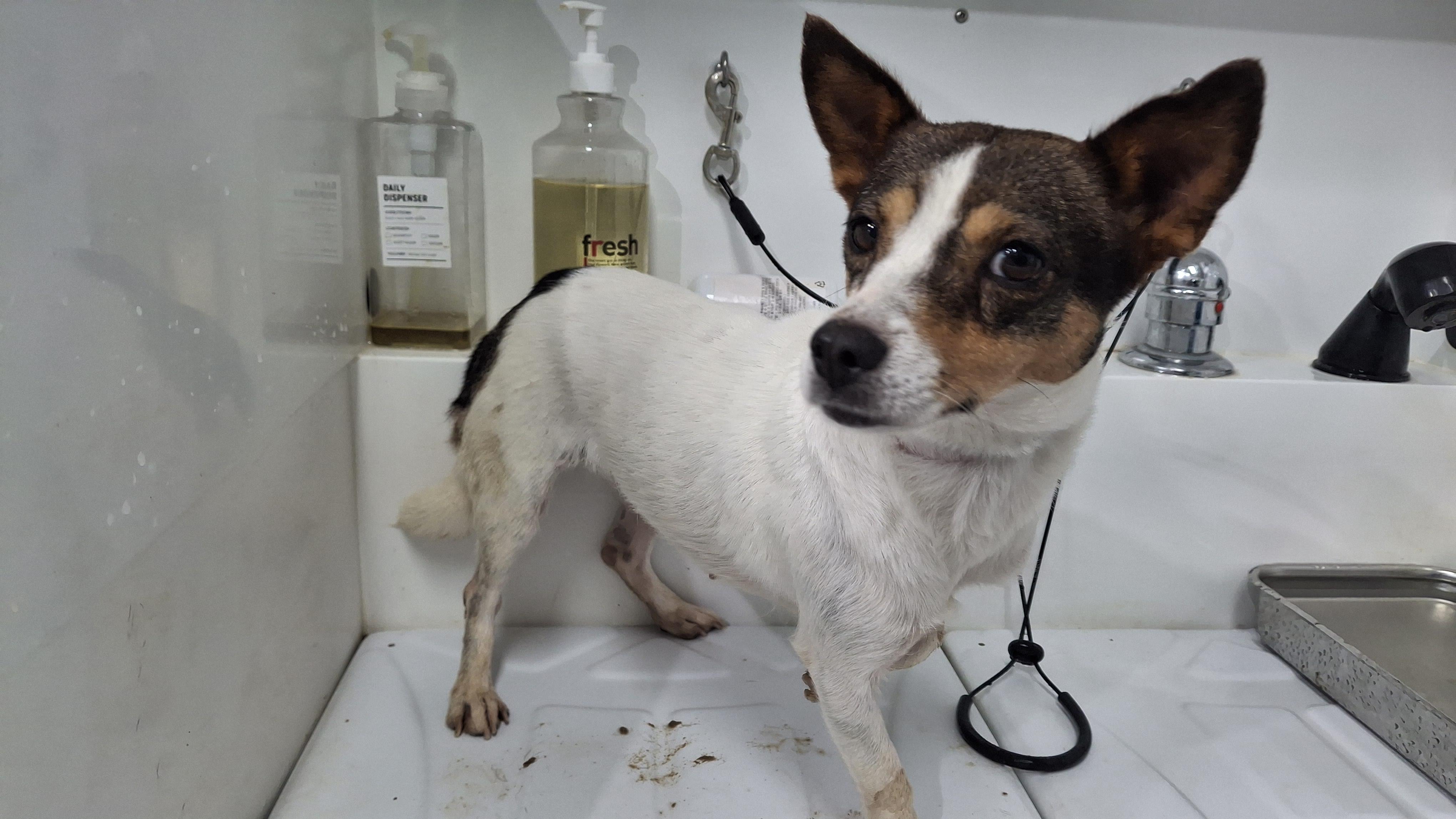 보호중 믹스견의 가…