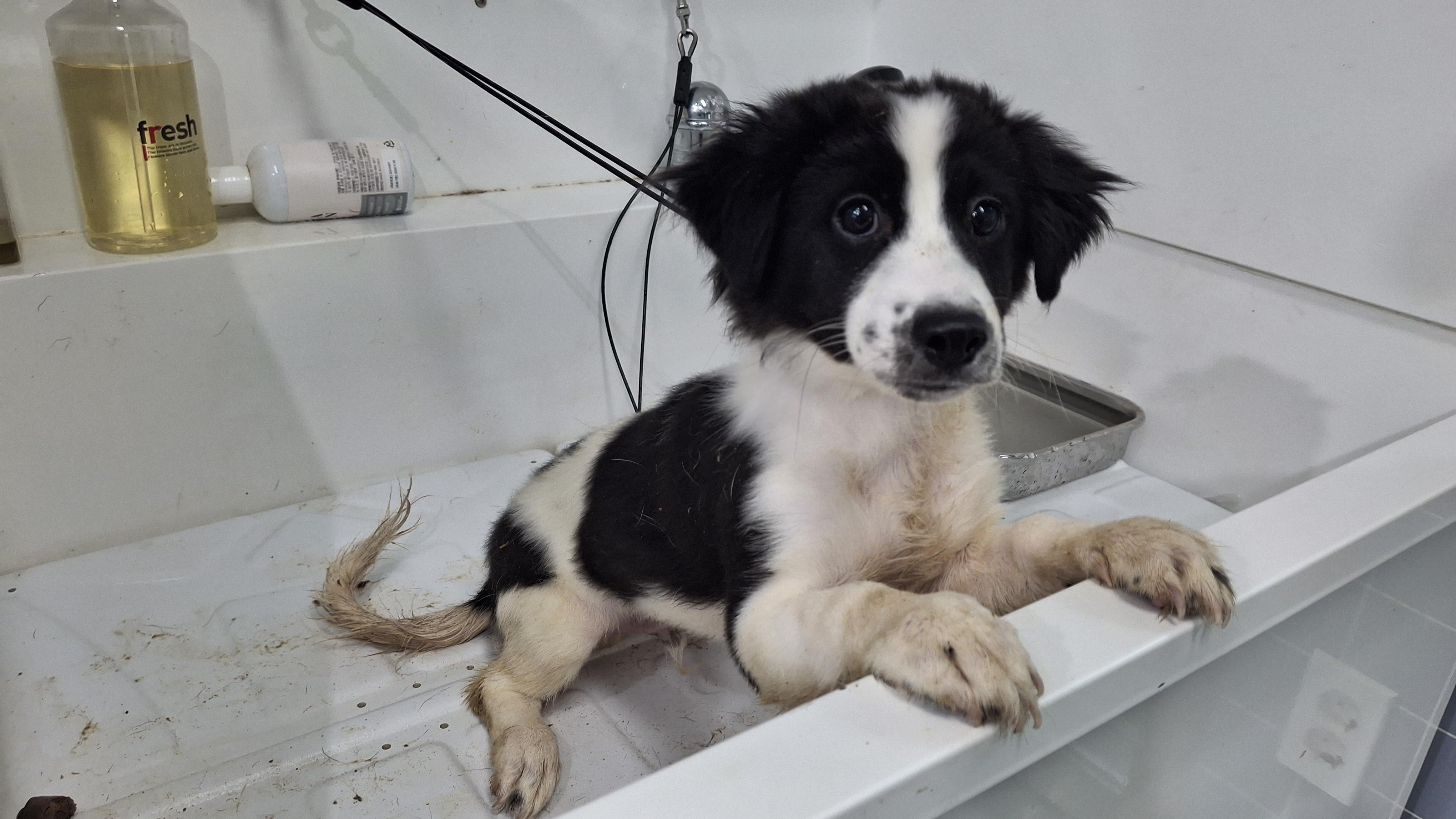 보호중 믹스견의 가…