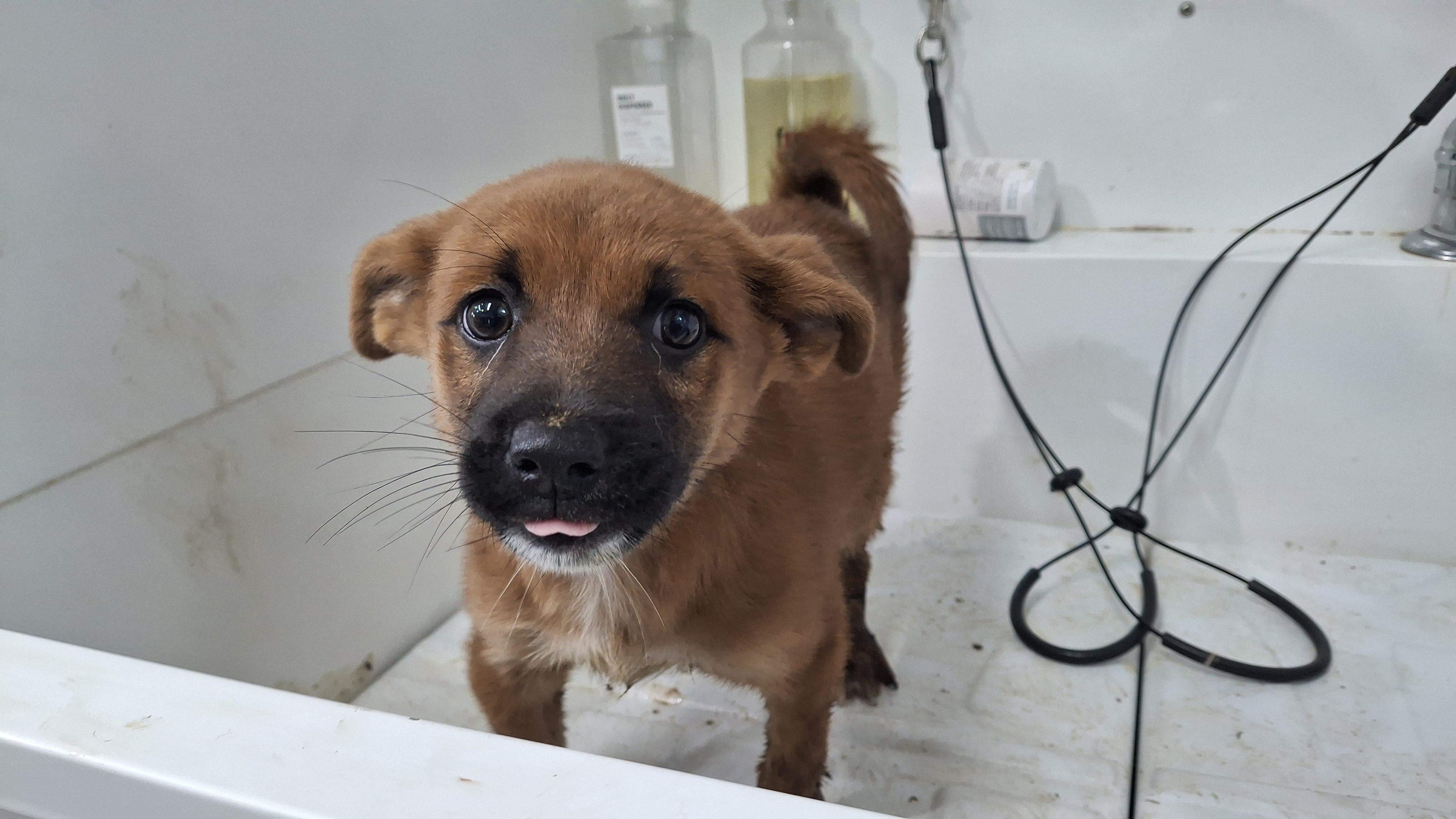 남부여동물보호소_444457202500594