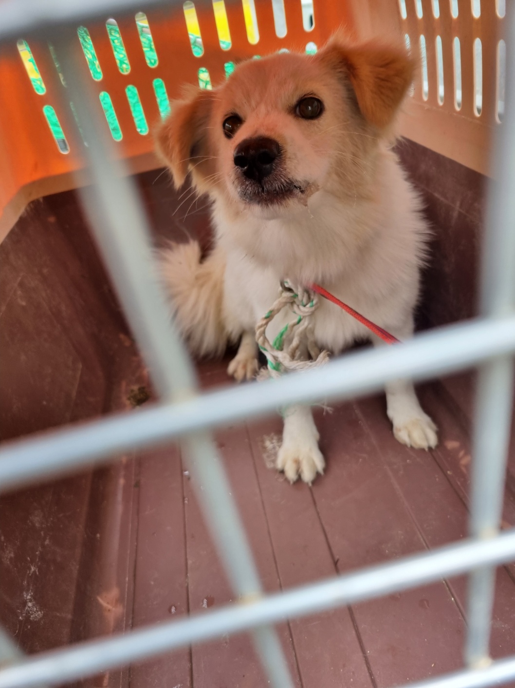 보호중 믹스견의 가…