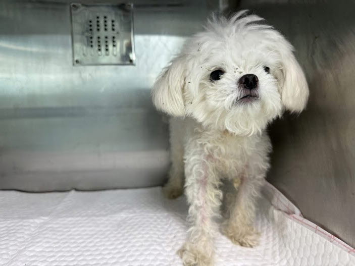 종료(안락사) 말티…