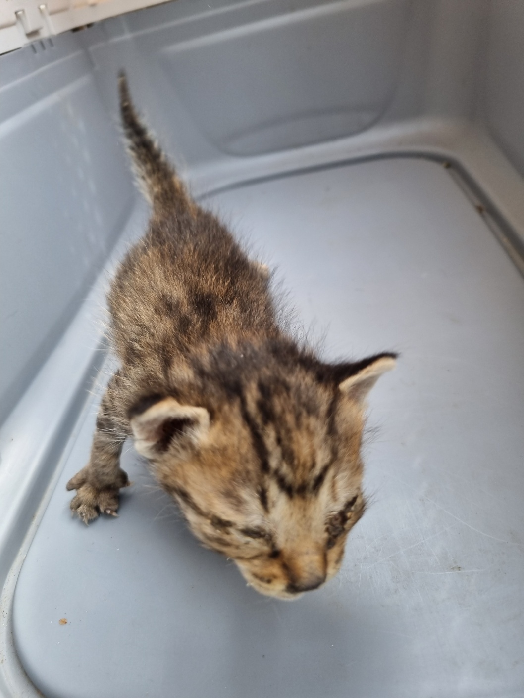 부안군 동물보호센터_445479202501153