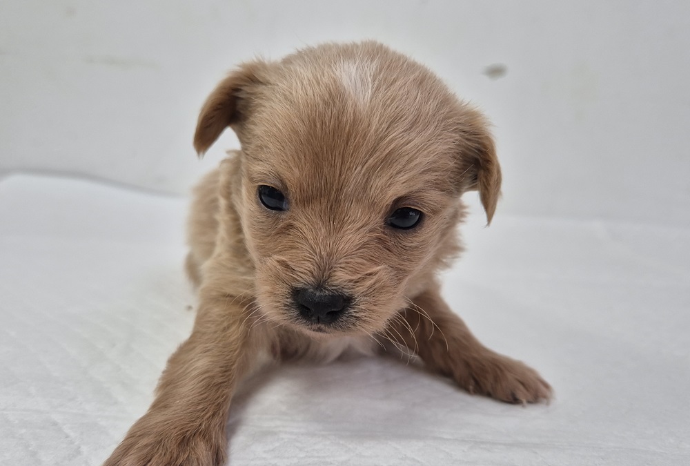 종료(입양) 믹스견…