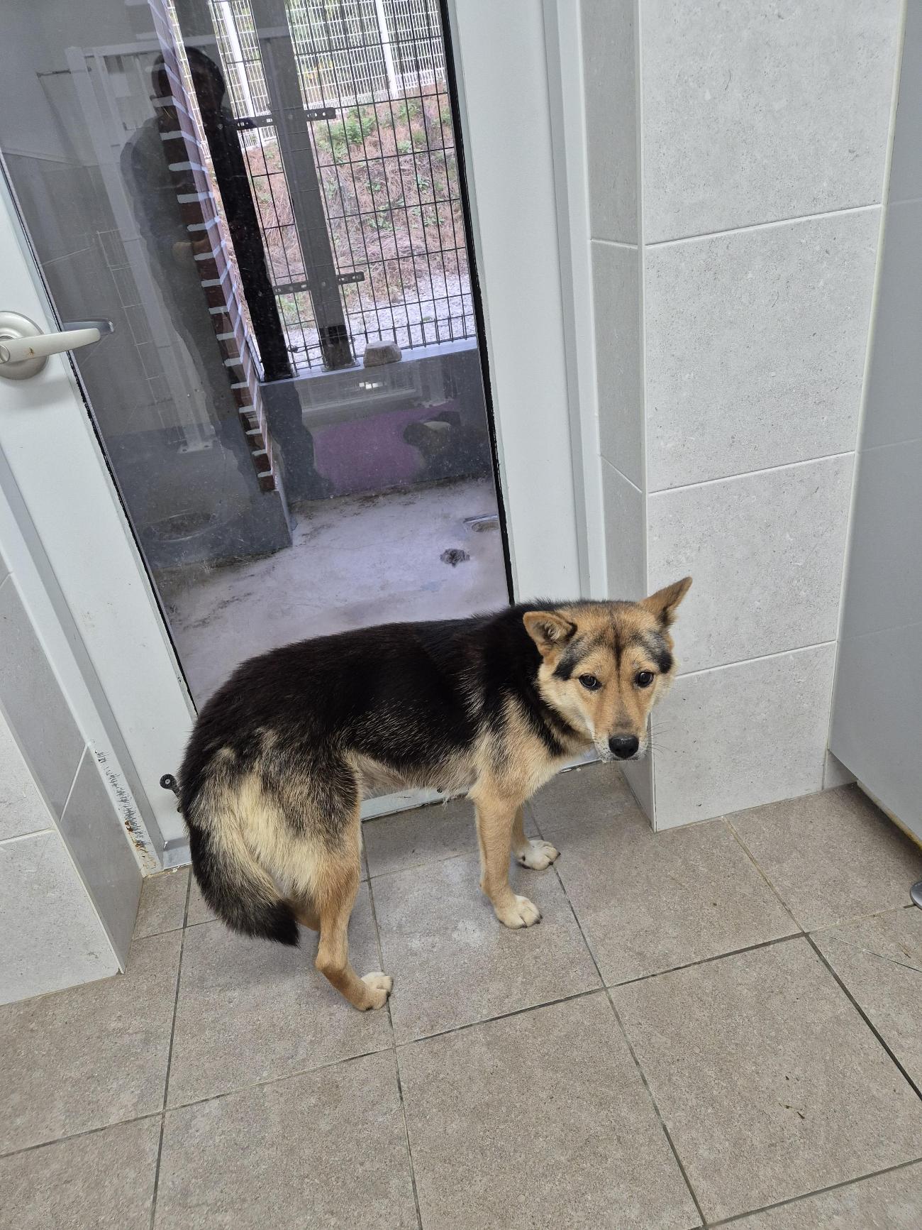 인제군동물보호센터_442433202500564