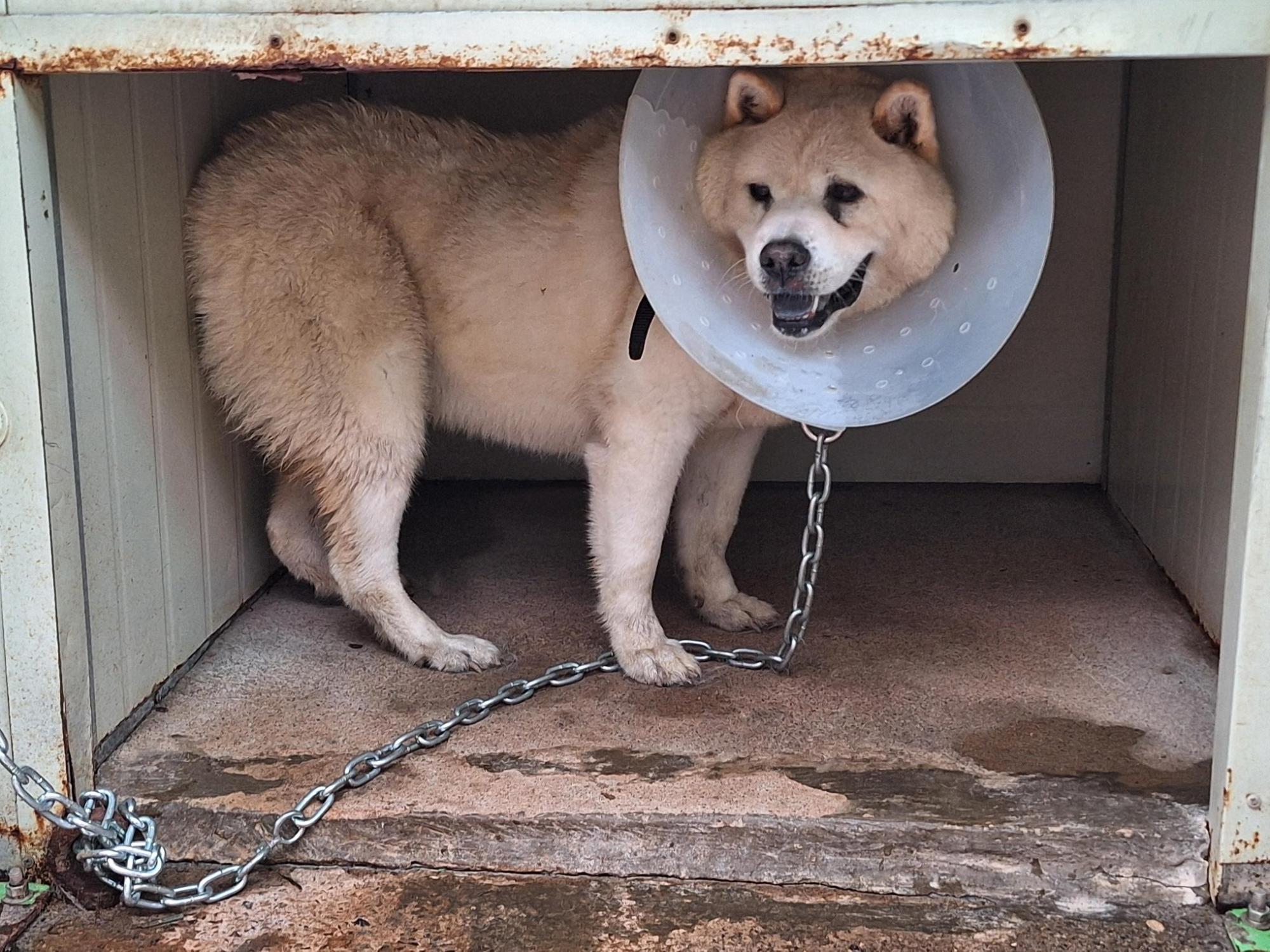 보호중 믹스견의 가…