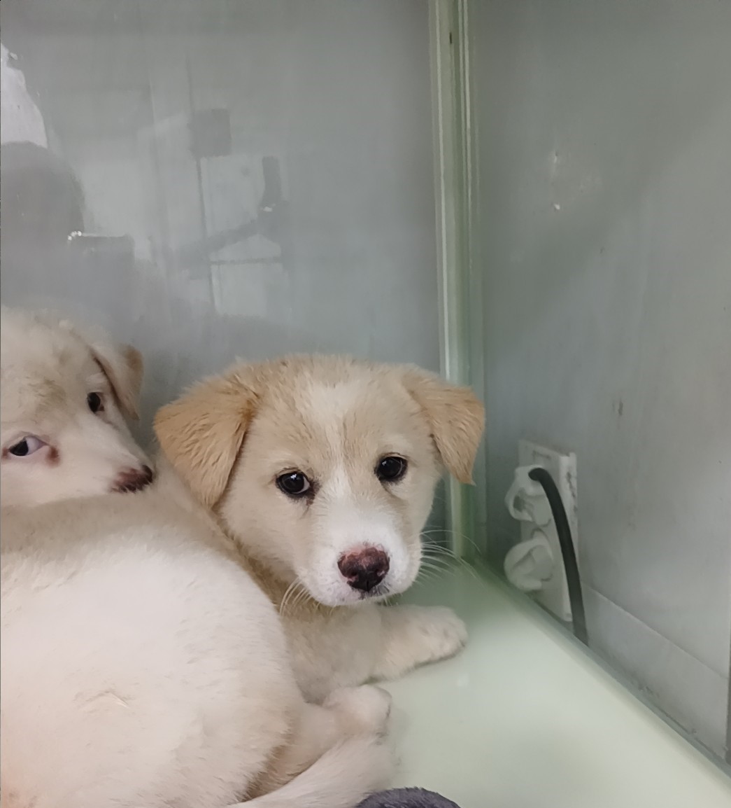 종료(입양) 믹스견…