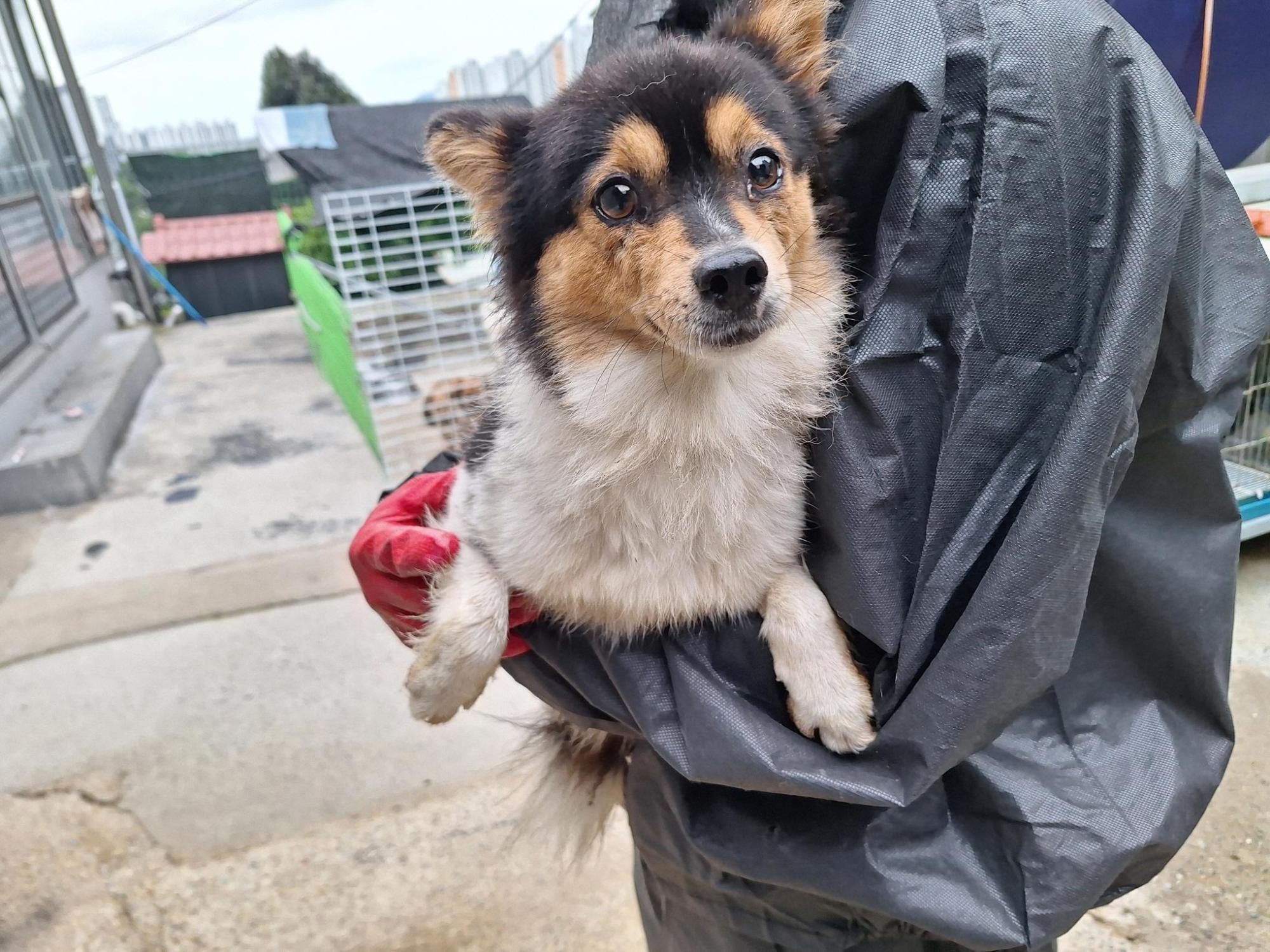 보호중 믹스견의 가…