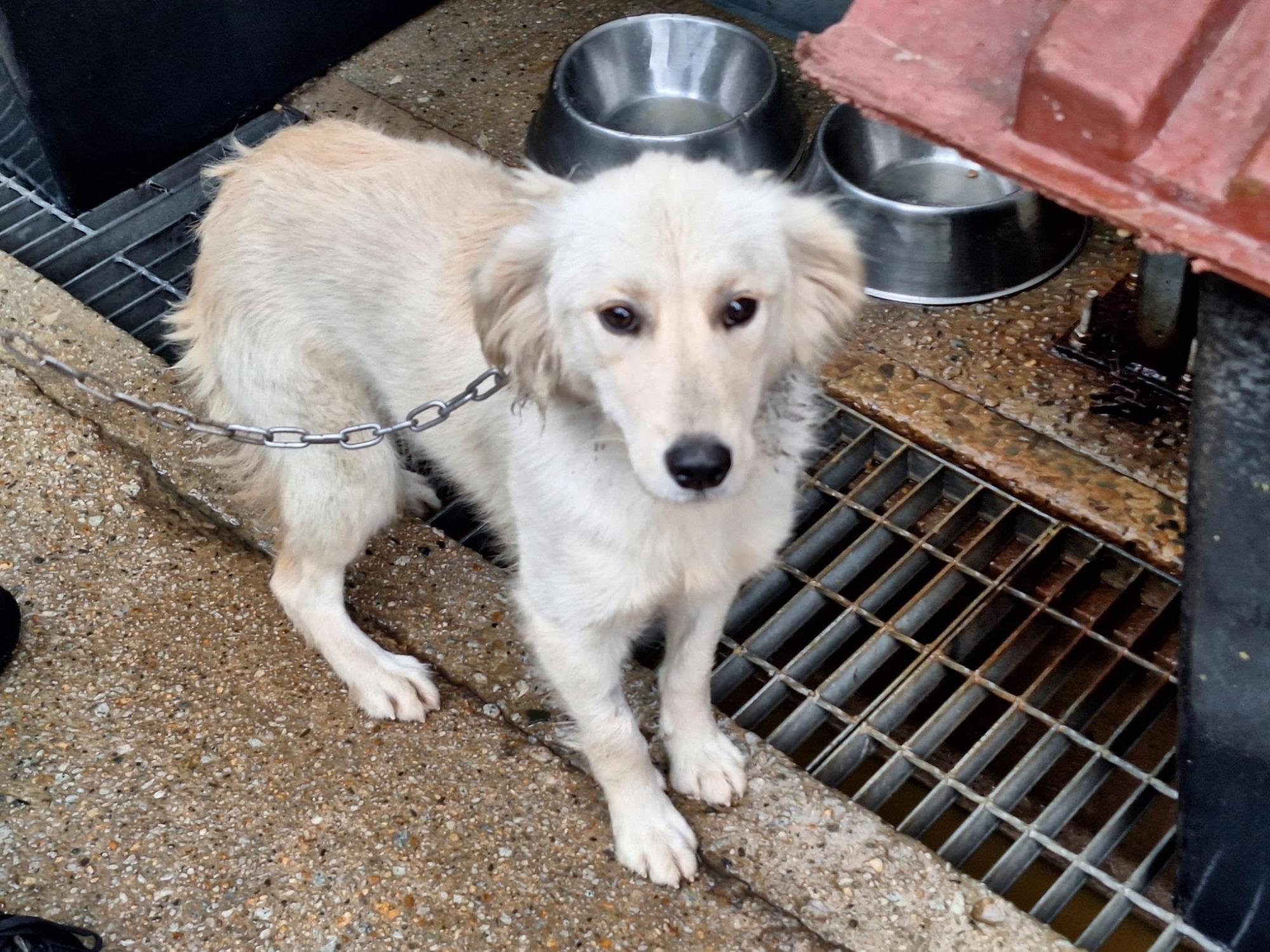 종료(입양) 믹스견…