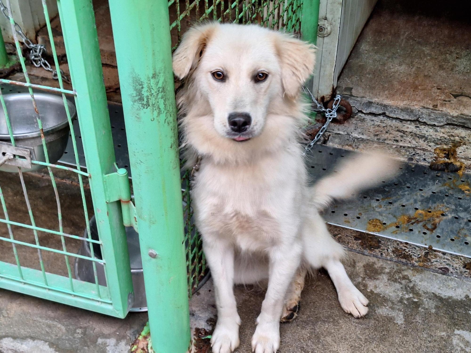 양산시 동물보호센터_448538202500640