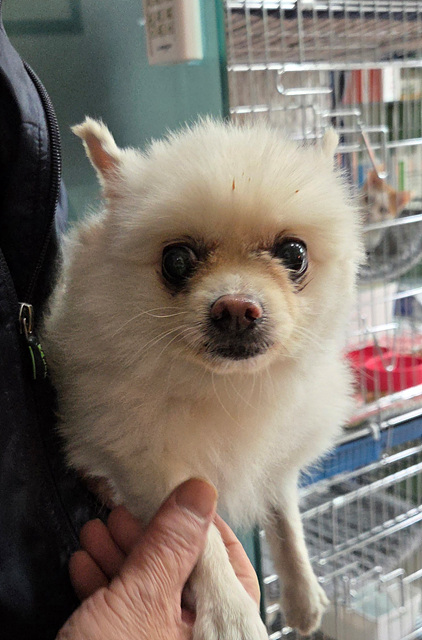 삼산종합동물병원_428354202501037