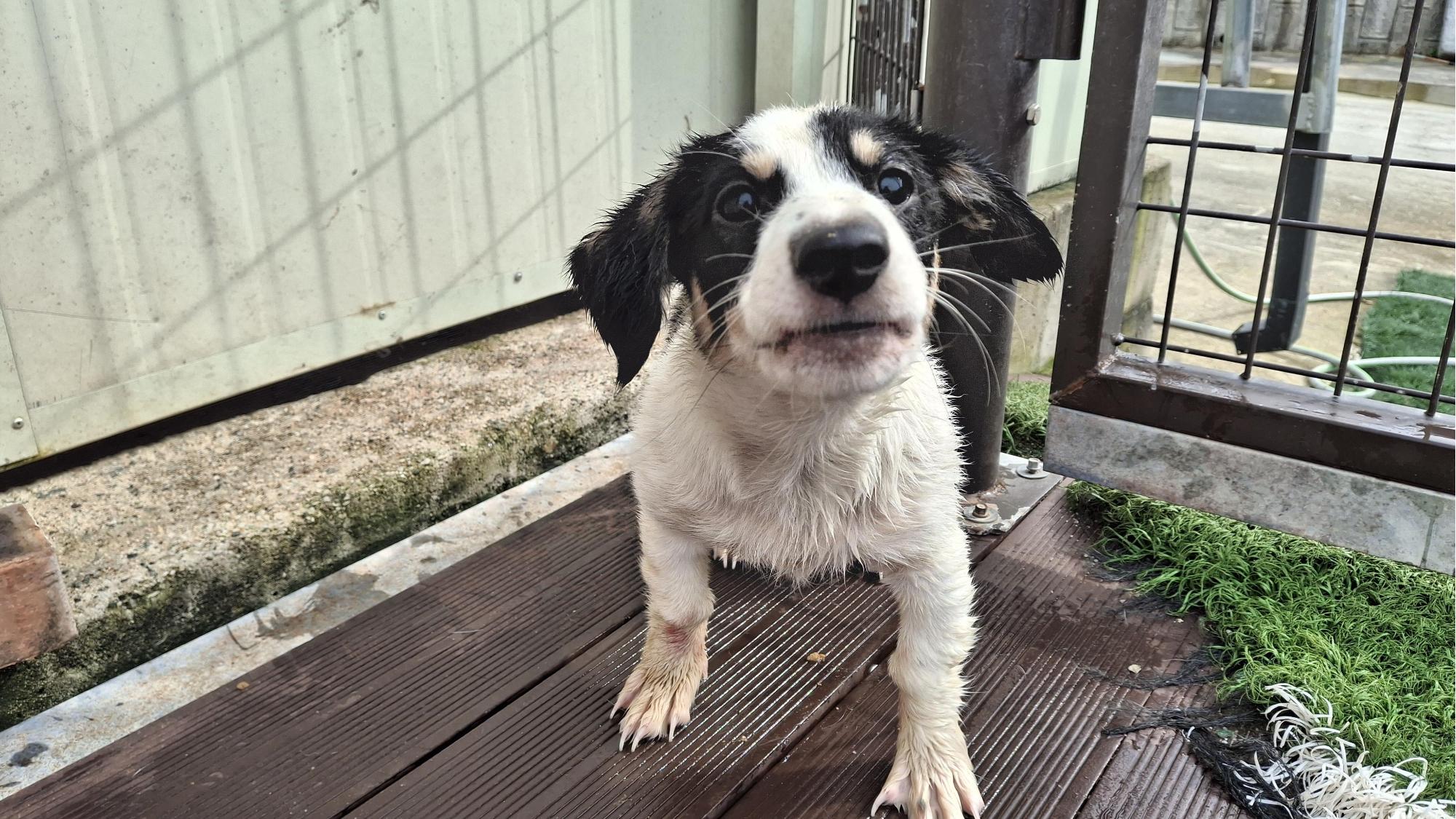 보호중 믹스견의 가…