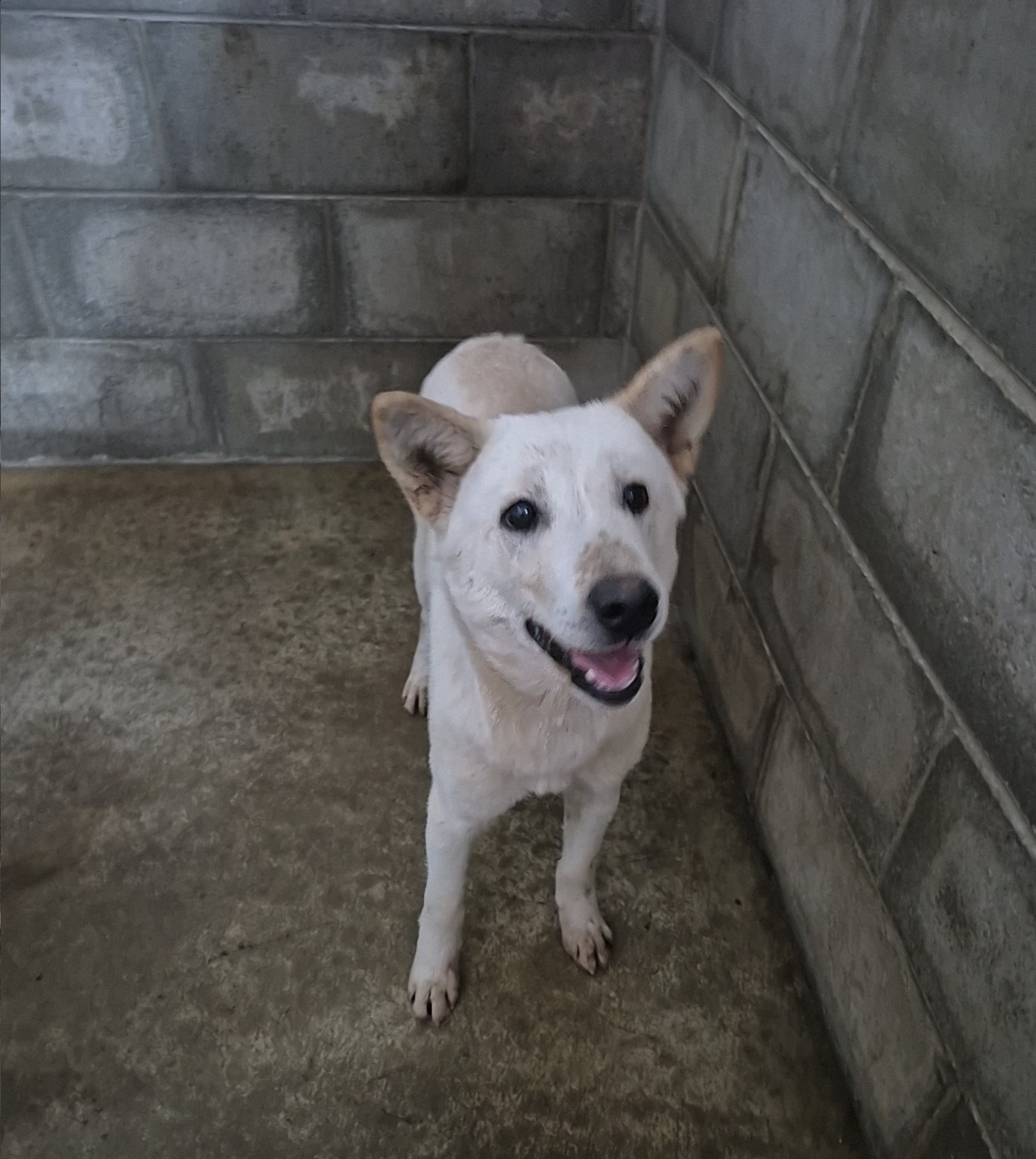 군산유기동물보호센터_445467202501980