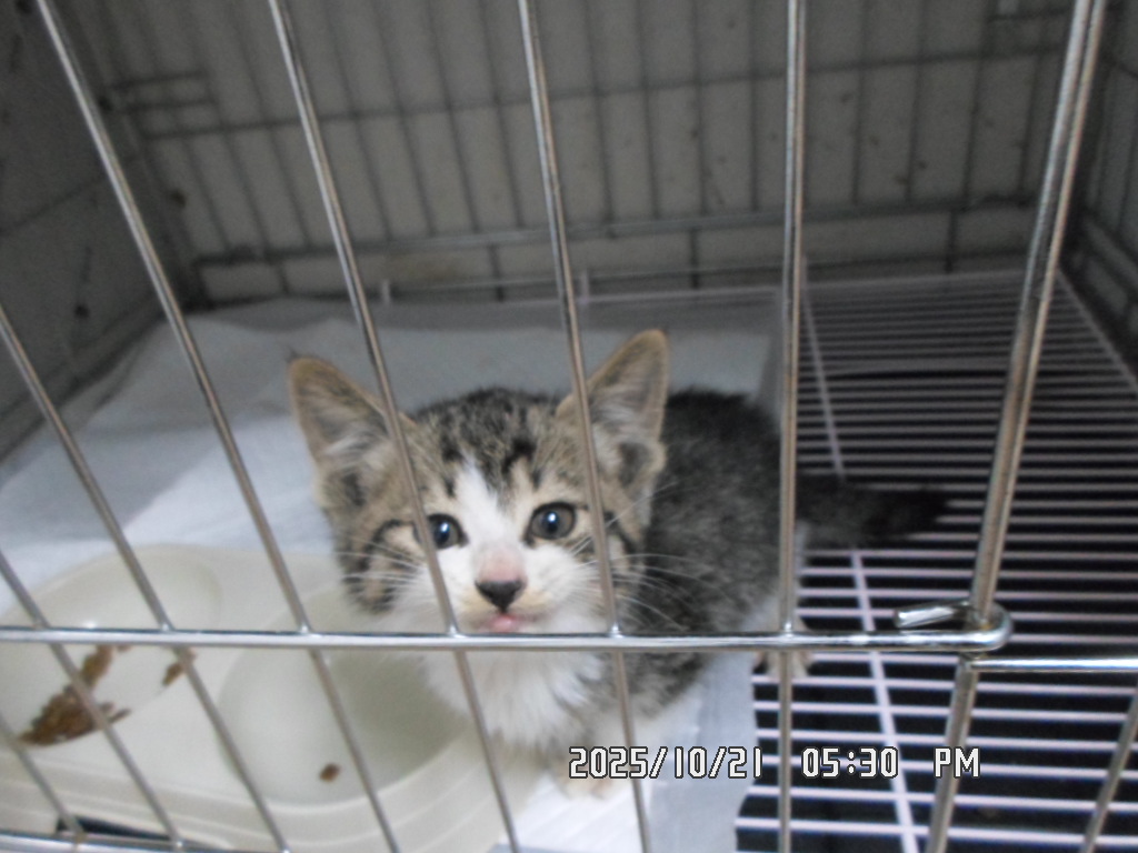 종료(입양) 한국 …