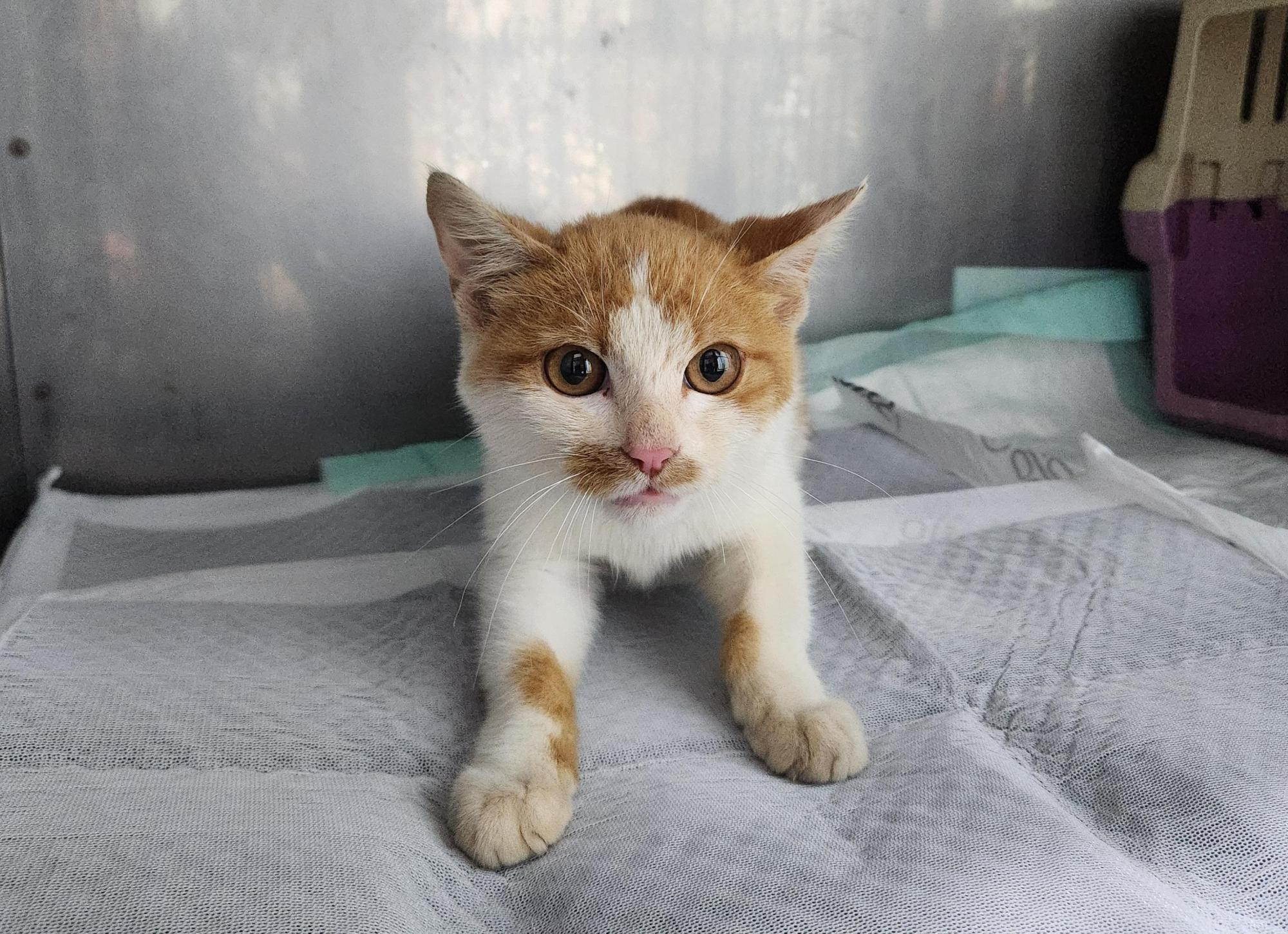 광주TNR동물병원송정_441554202501652