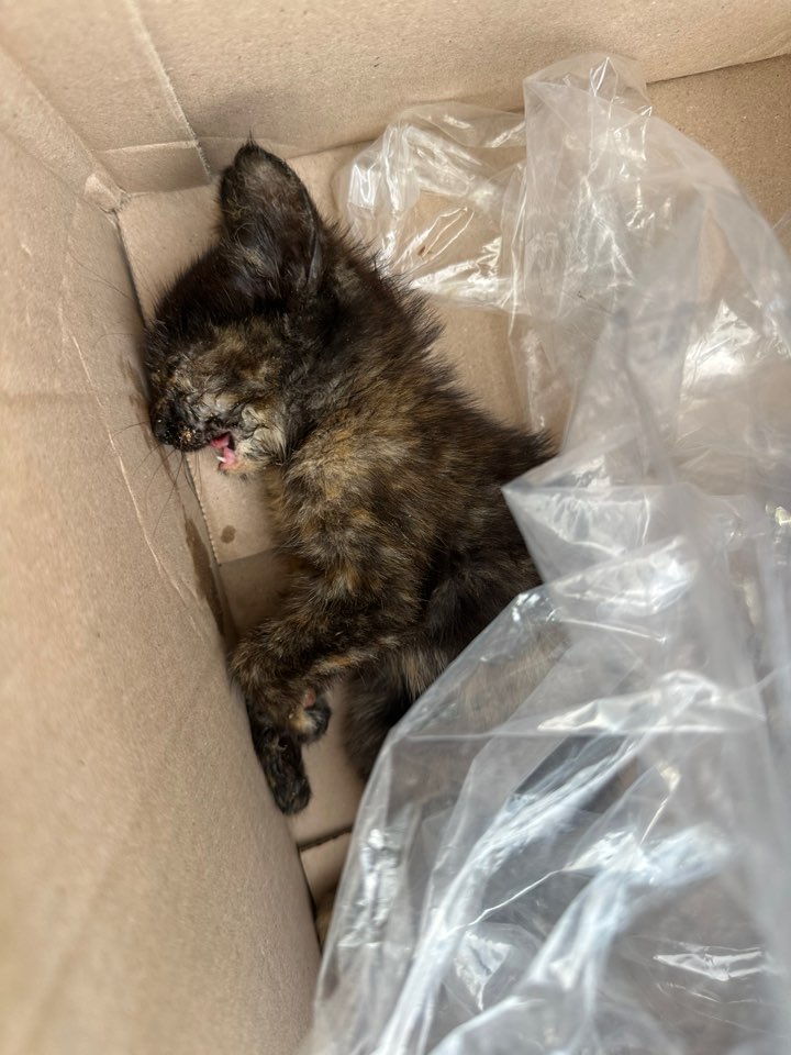 종료(자연사) 한국…