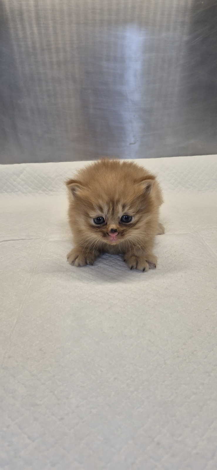 종료(입양) 한국 …