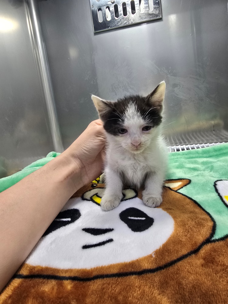 종료(입양) 한국 …