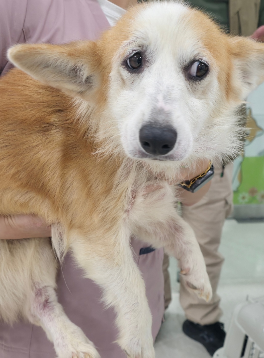 광주TNR동물병원초월_441554202501653