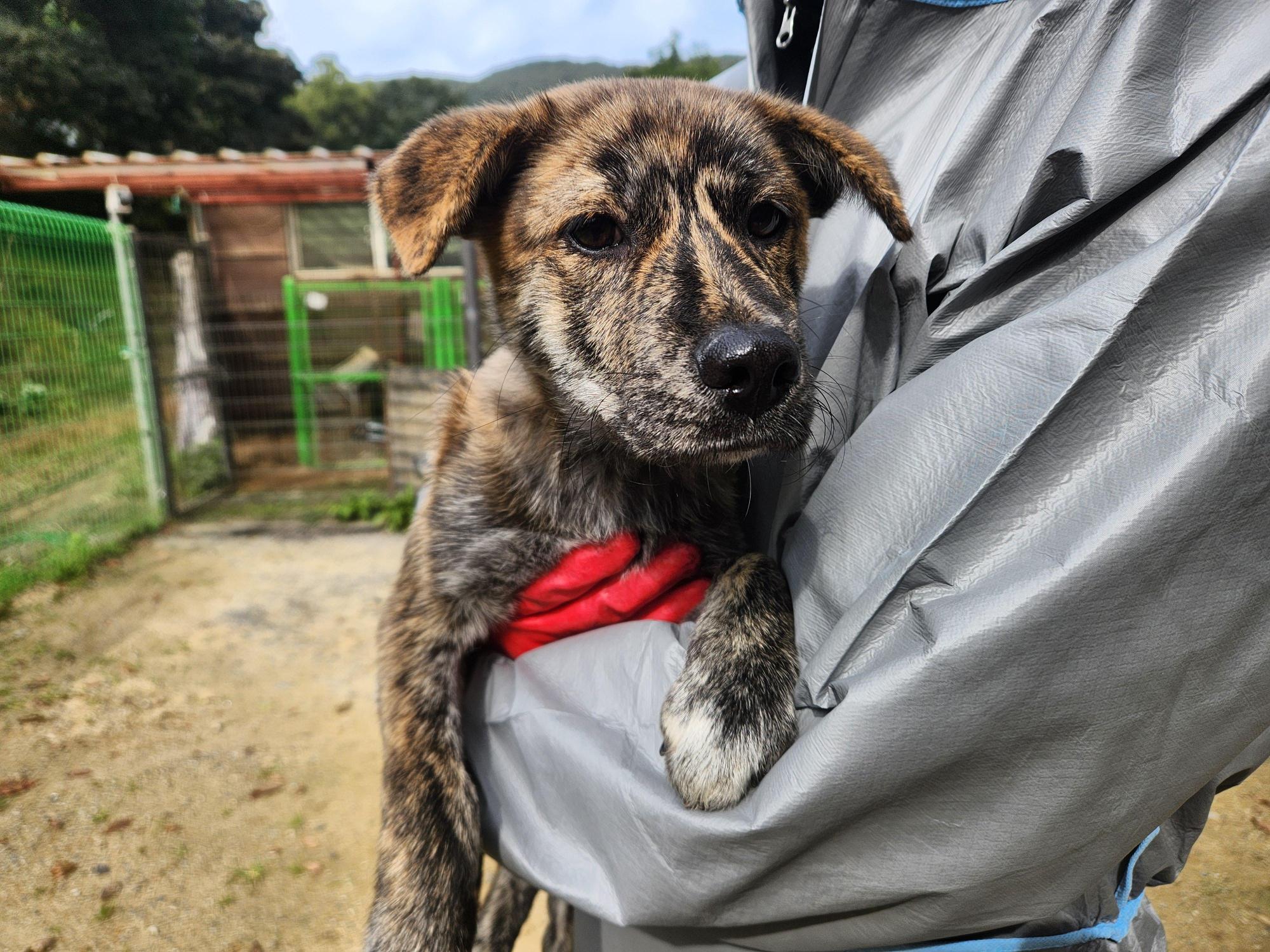 보호중 믹스견의 가…