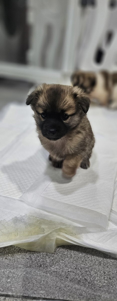 종료(자연사) 믹스…