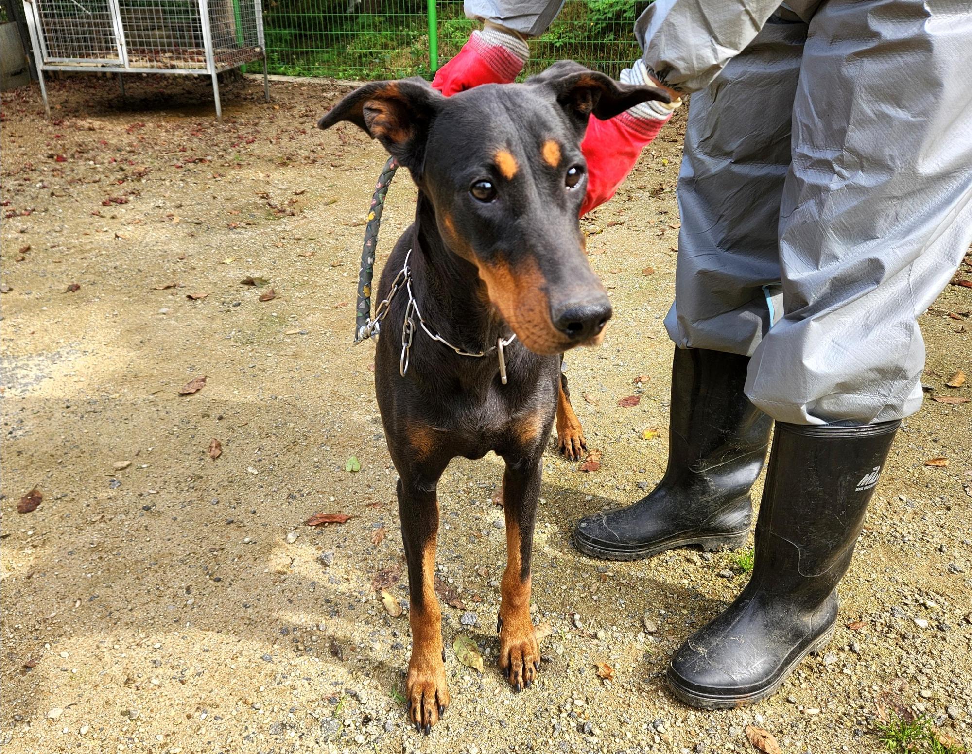 종료(입양) 도베르…
