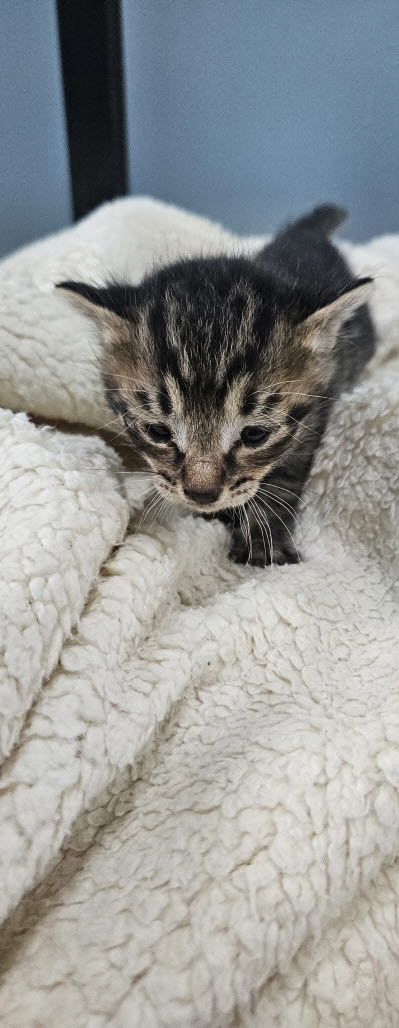 보호중 한국 고양이…