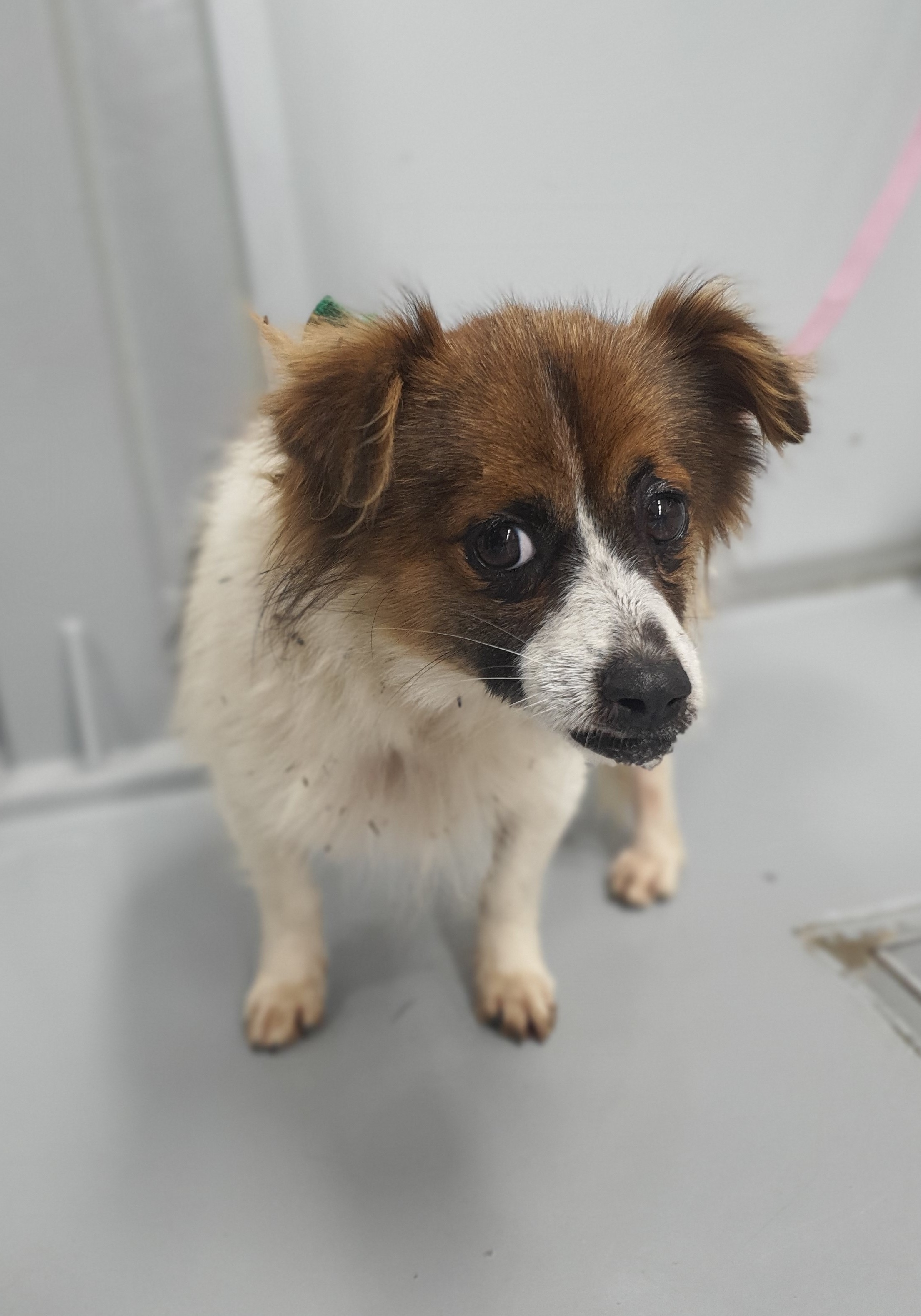 단양군동물보호센터_443448202500041