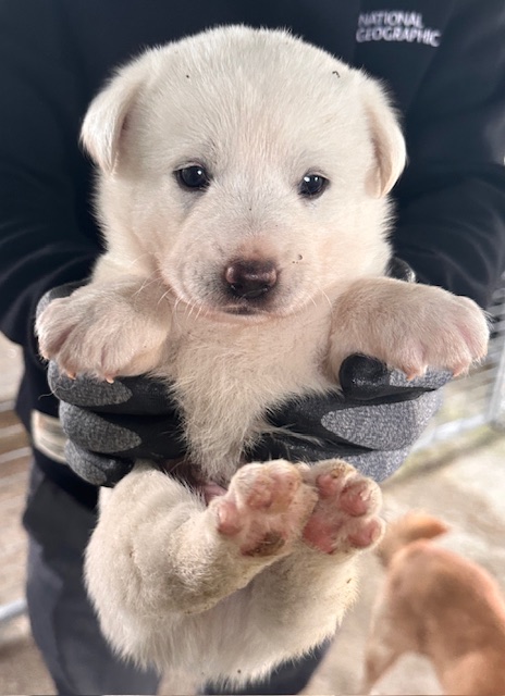 종료(자연사) 믹스…