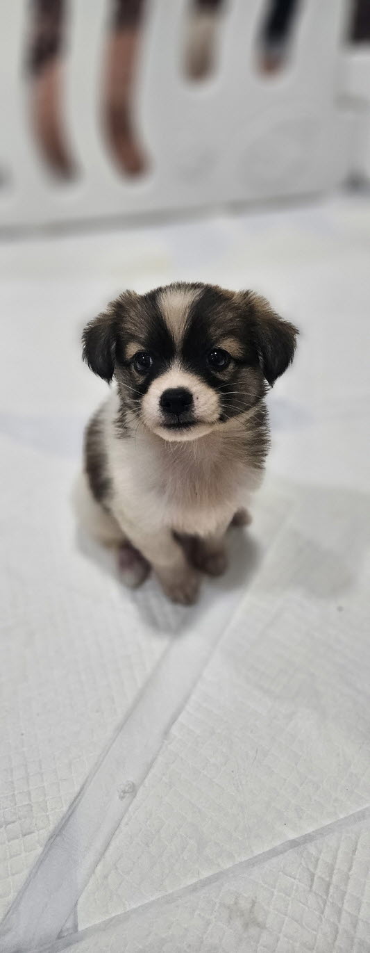 익산유기동물보호소_445468202502925