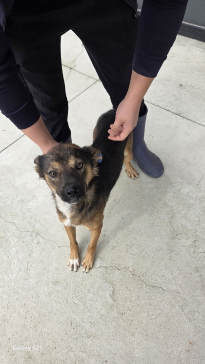 익산유기동물보호소_445468202502929