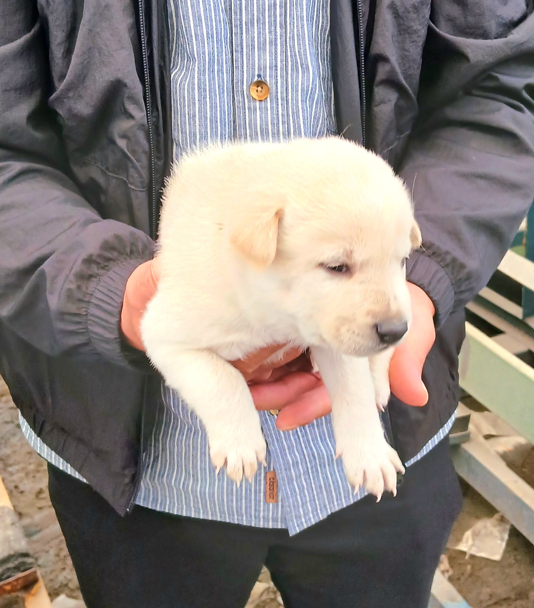 보호중 믹스견의 가…