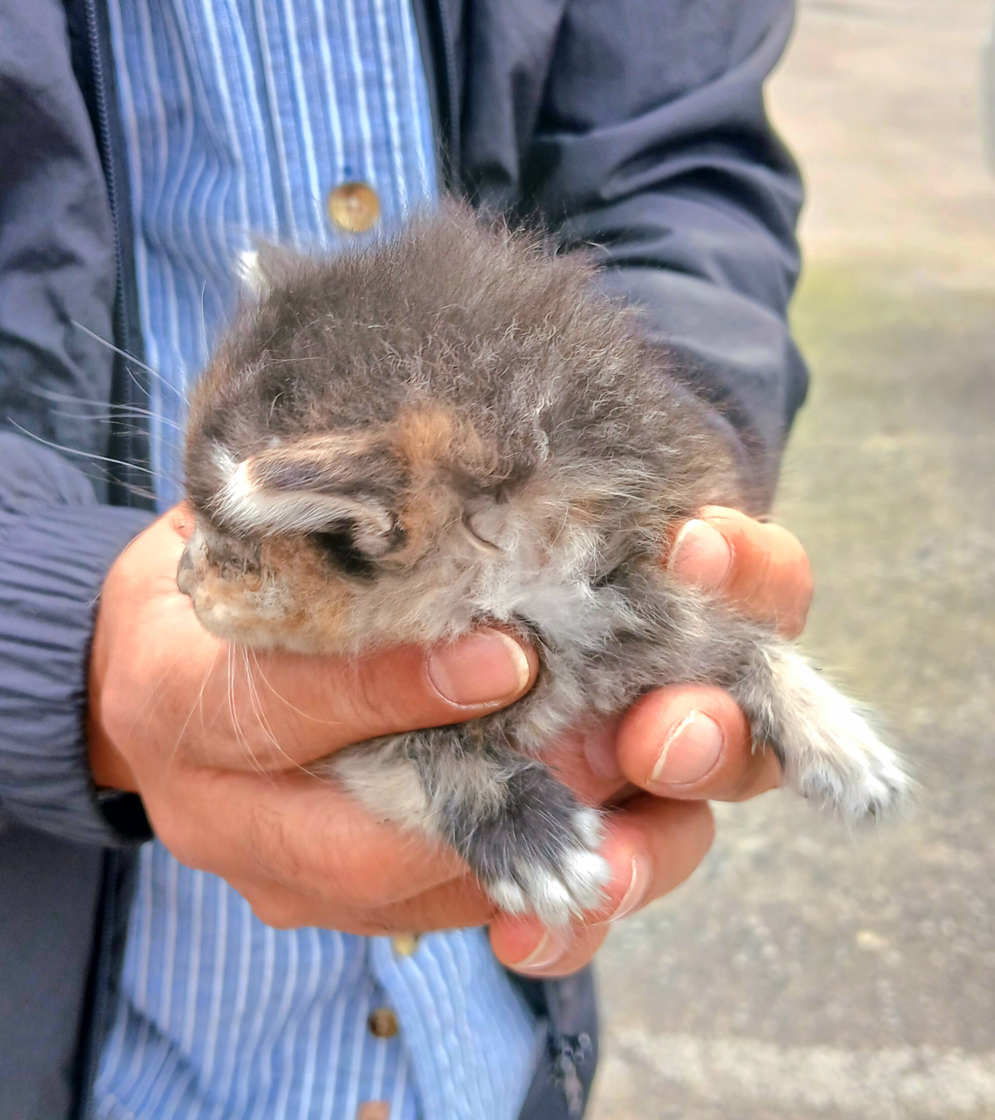 보호중 믹스묘의 가…