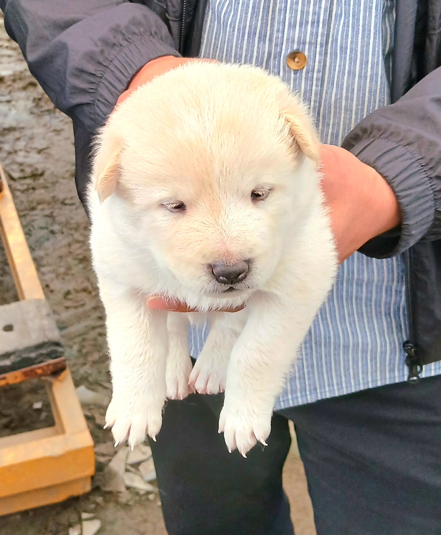 금왕동물병원_443447202501106