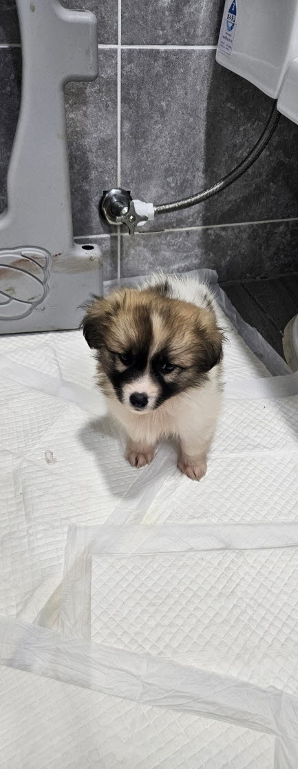 종료(자연사) 믹스…