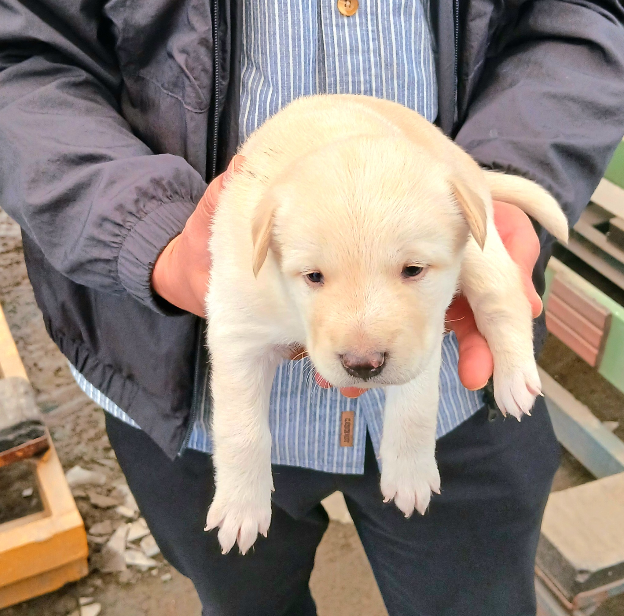 보호중 믹스견의 가…